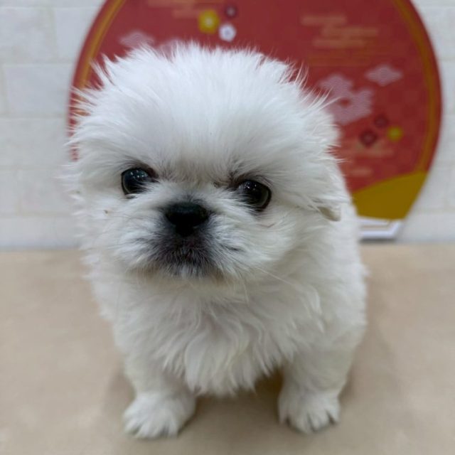 ペキニーズ（8-D1-2）