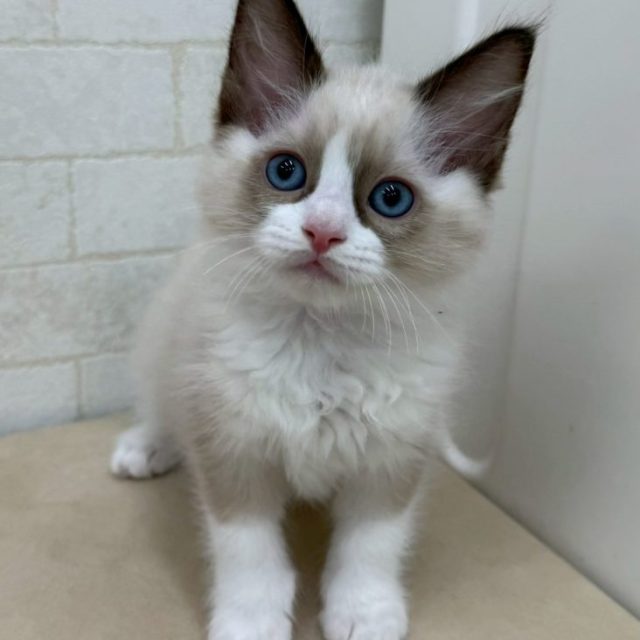 ラグドール（8-C1-1）