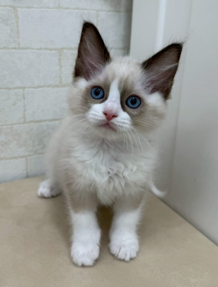 ラグドール（8-C1-1）