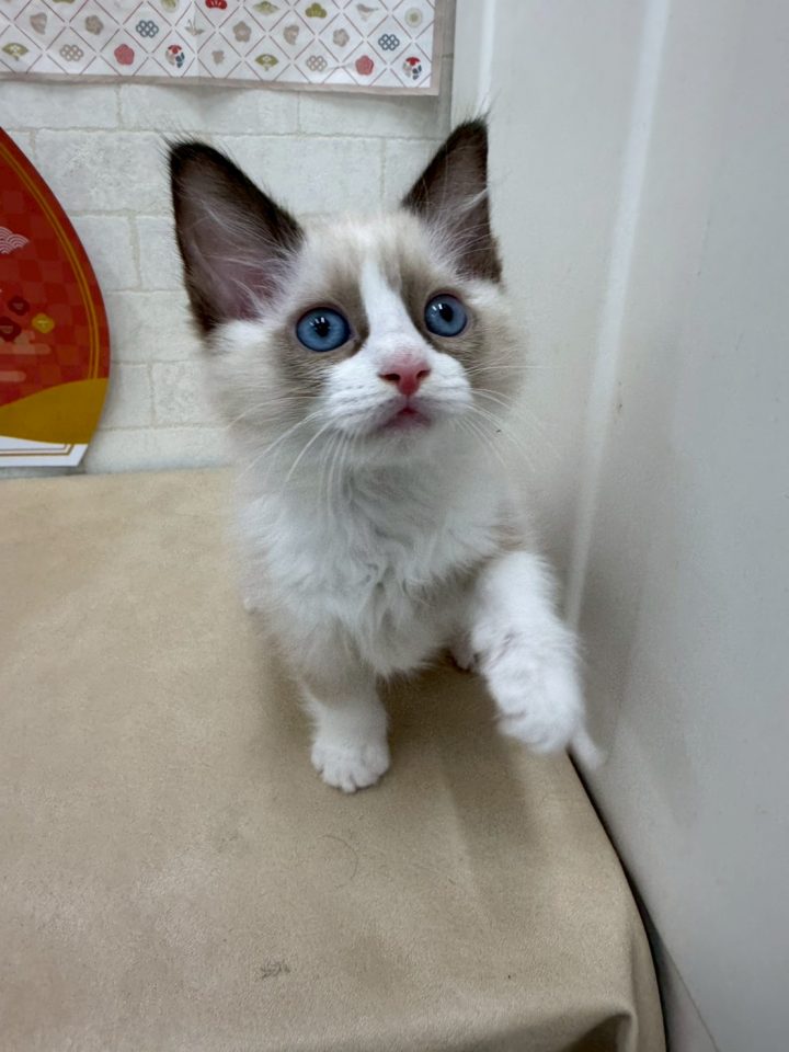 ラグドール（8-C1-1）