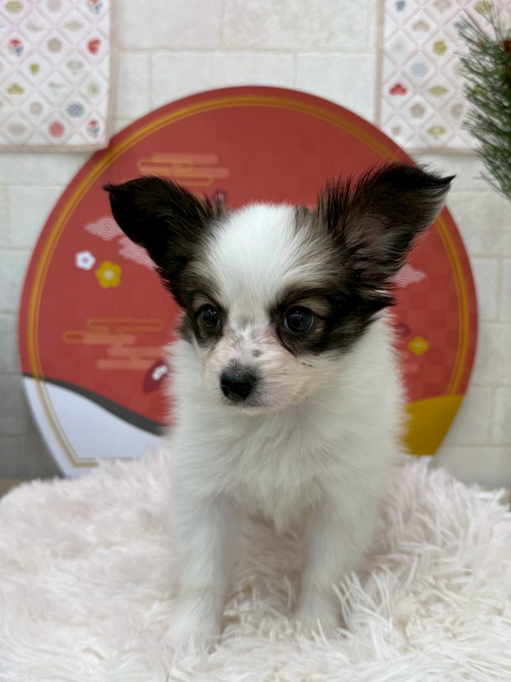 パピヨン（8-D1-1）