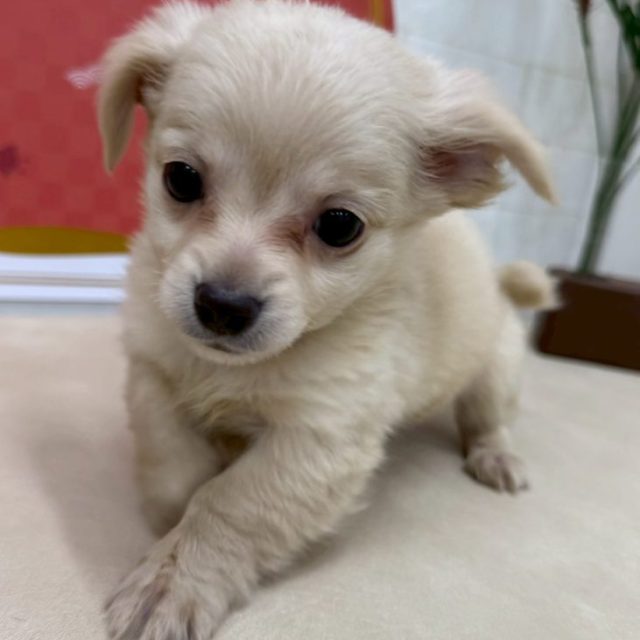 MIX（チワワ✕ダックス）（8-D1-8）