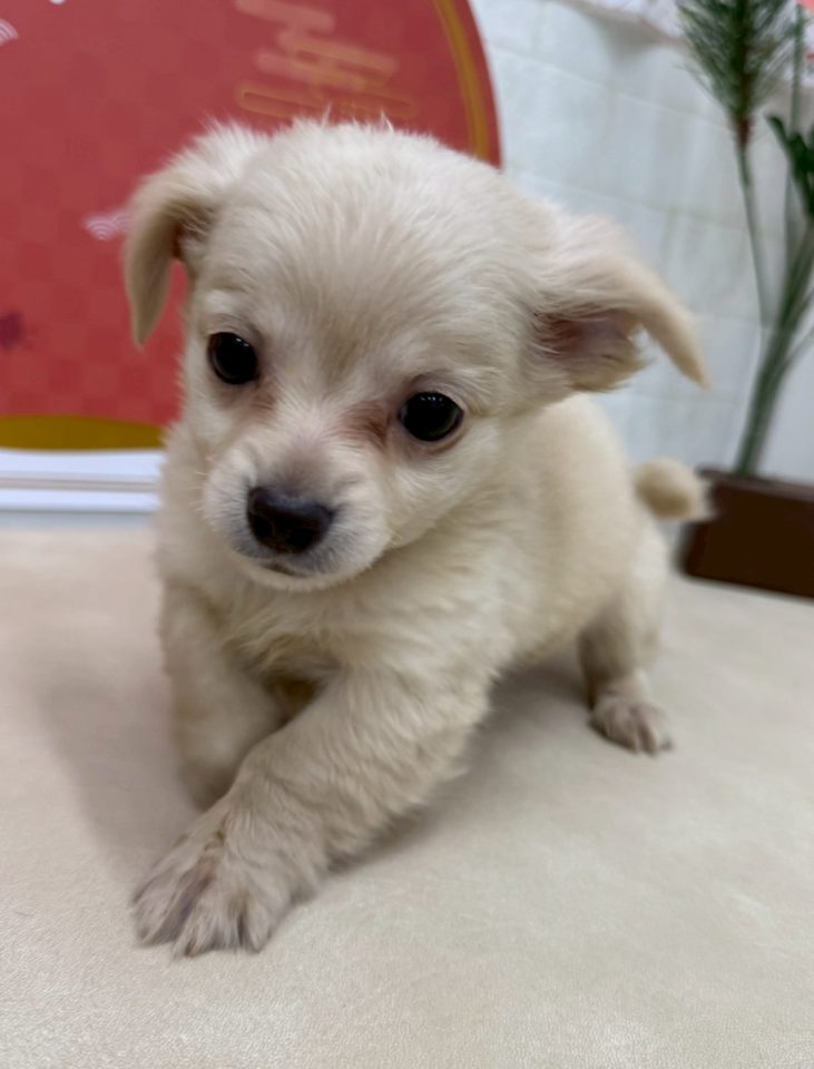 MIX（チワワ✕ダックス）（8-D1-8）