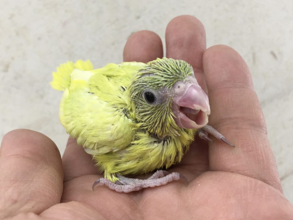 マメルリハ色変わり入荷