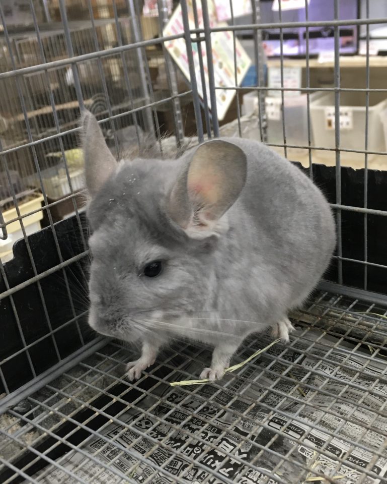 チンチラ　ブルーダイヤ入荷