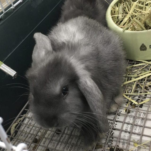 ホーランドロップ入荷