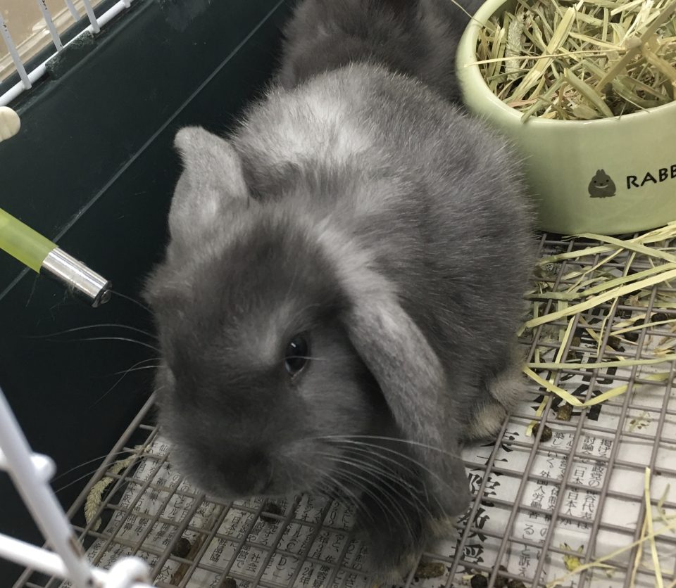 ホーランドロップ入荷