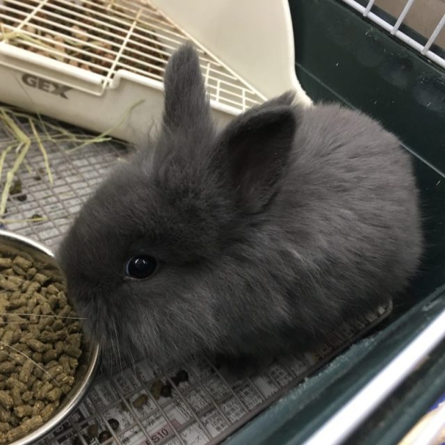 ライオンラビット入荷