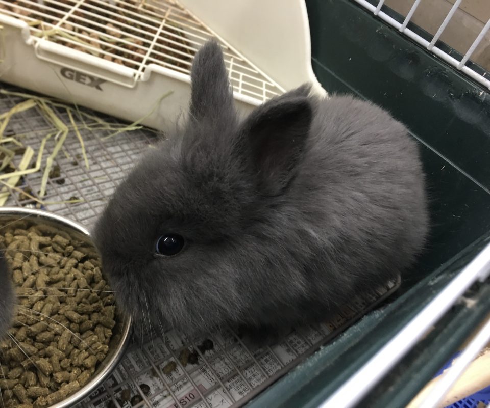 ライオンラビット入荷