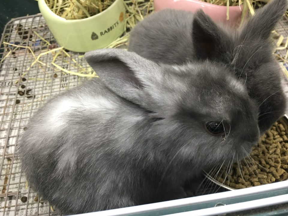 ホーランドロップ入荷