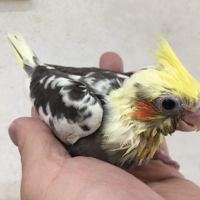 オカメインコ　パイド入荷