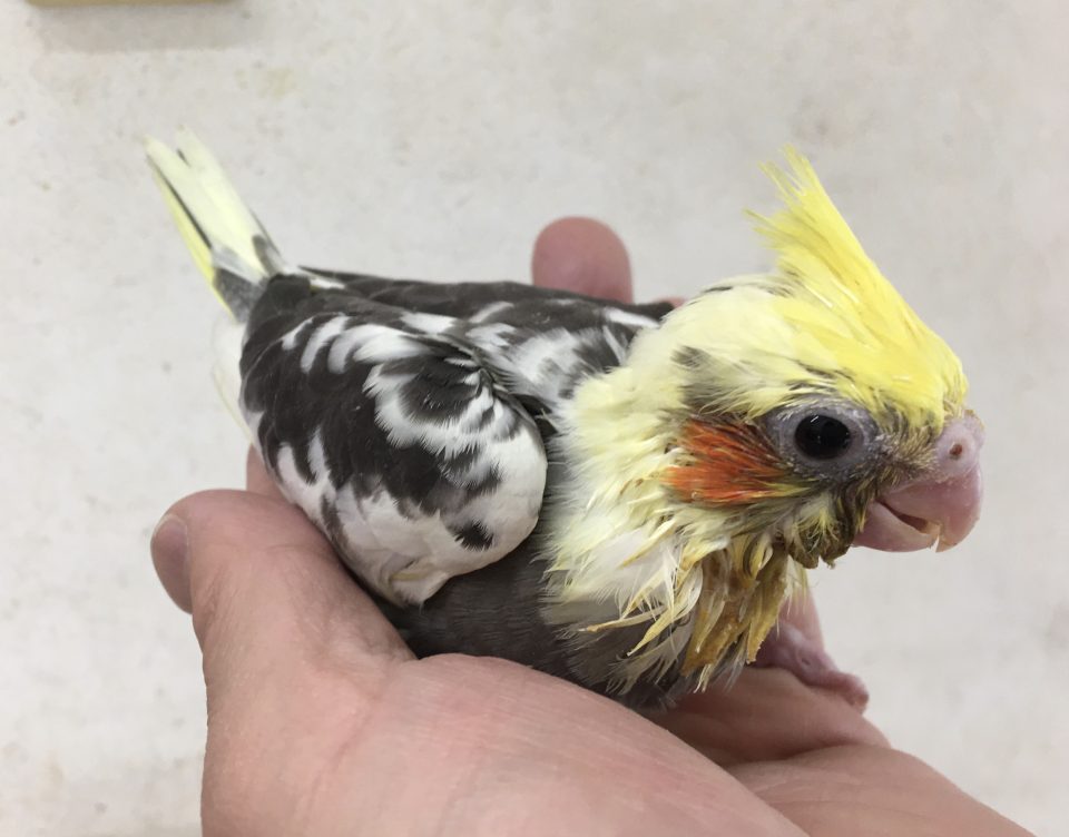 オカメインコ　パイド入荷