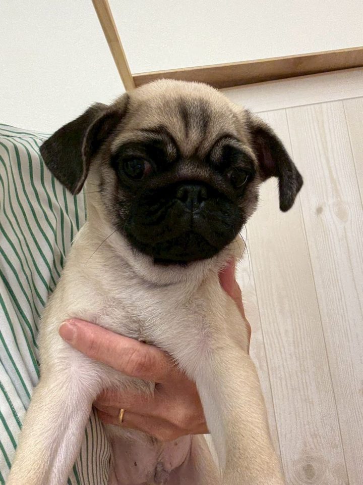 パグ　（7-D10-113）