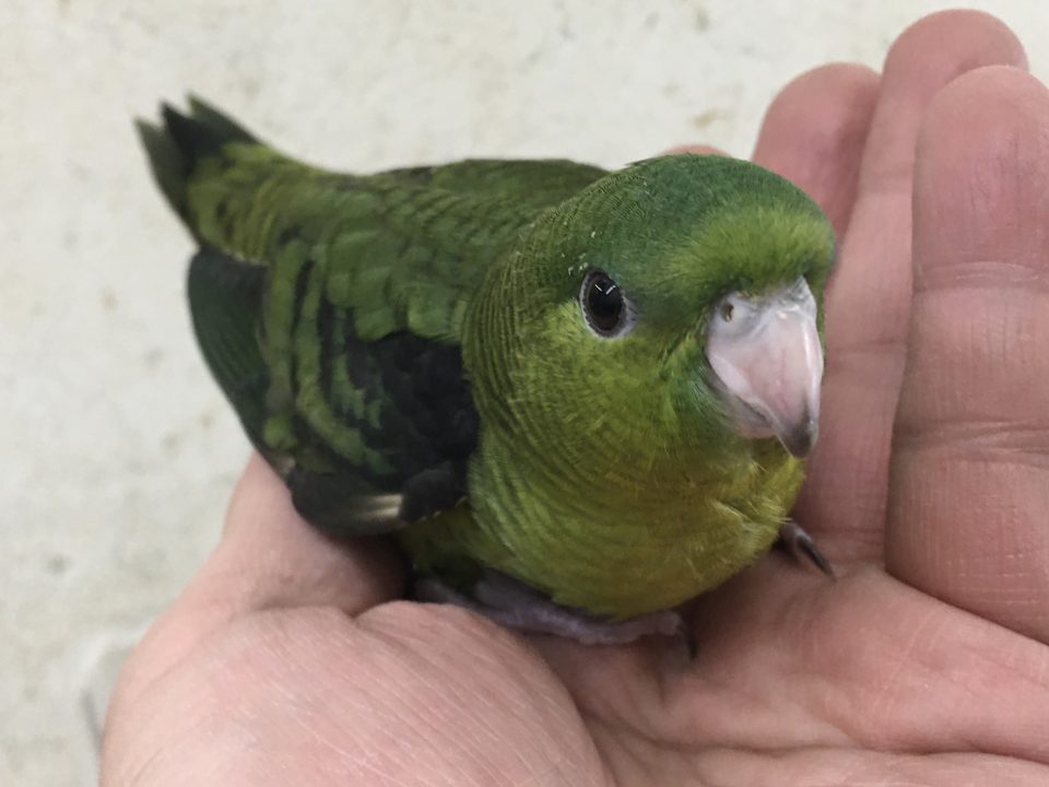 サザナミインコ入荷