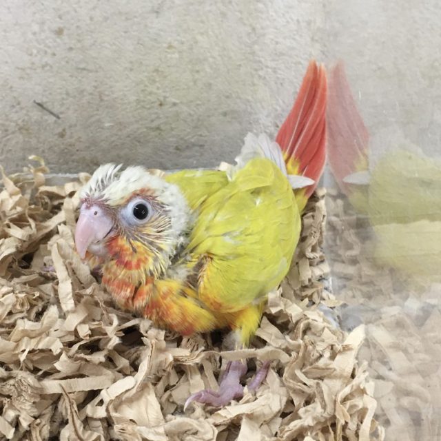 ウロコインコ入荷