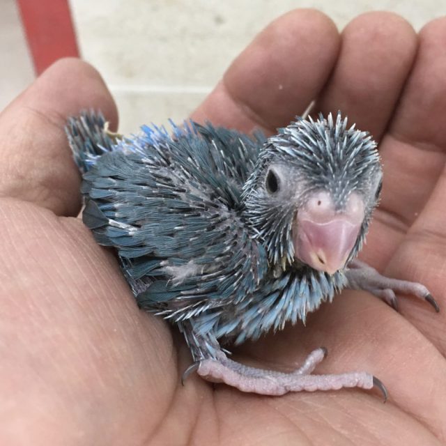 マメルリハ入荷