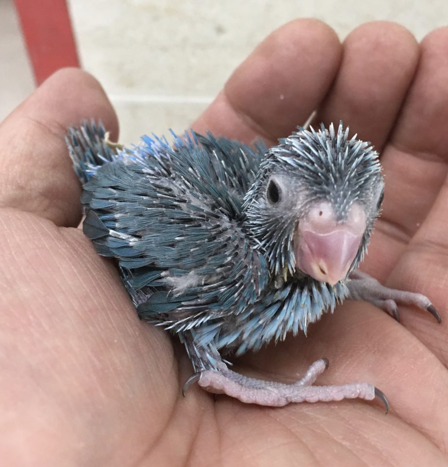 マメルリハ入荷