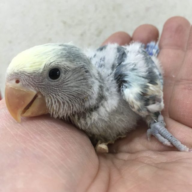 コザクラインコ　レアカラー入荷