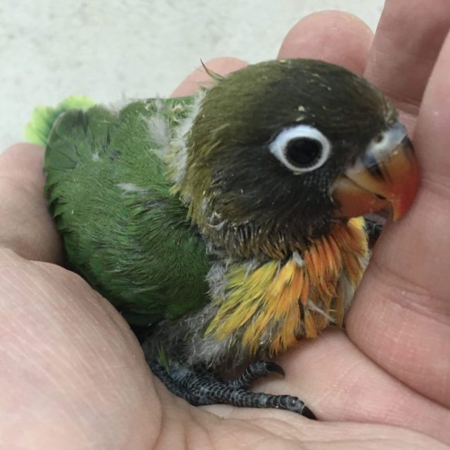 ルリコシボタン入荷