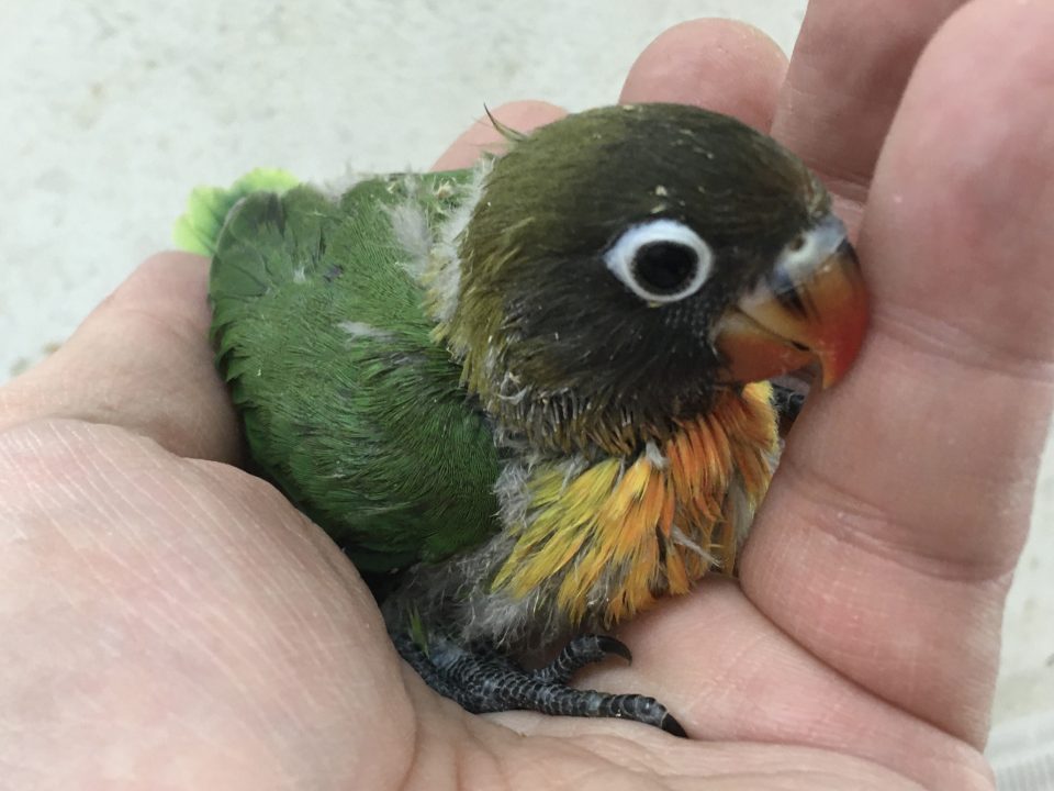 ルリコシボタン入荷