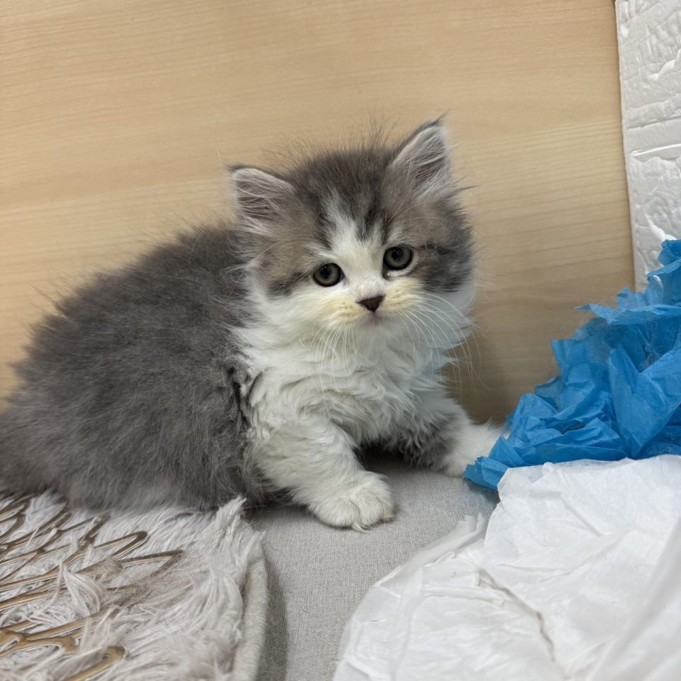 (7-C11-47) スコティッシュフォールド