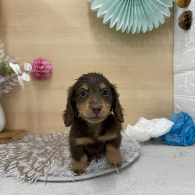 (7-D11-131) ミニチュアダックスフンド