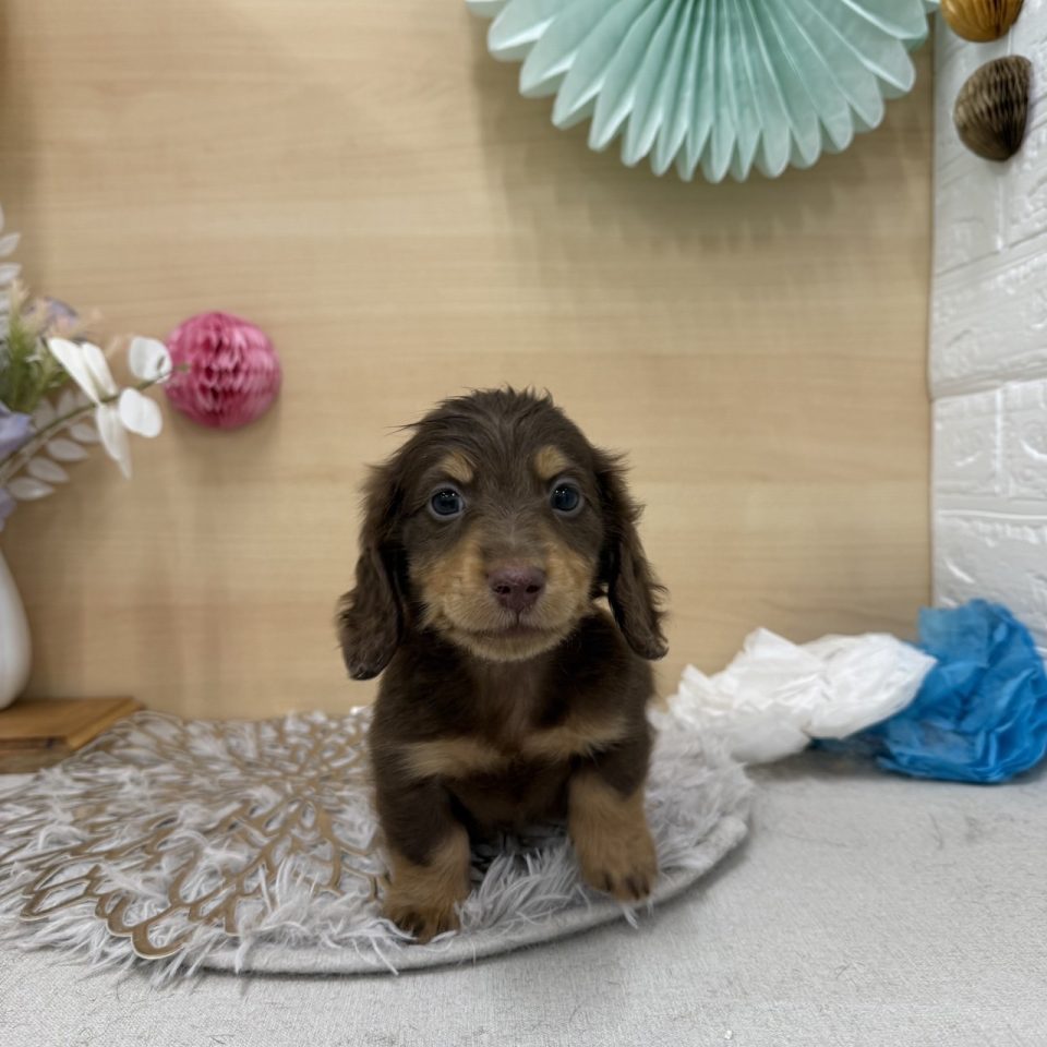 (7-D11-131) ミニチュアダックスフンド