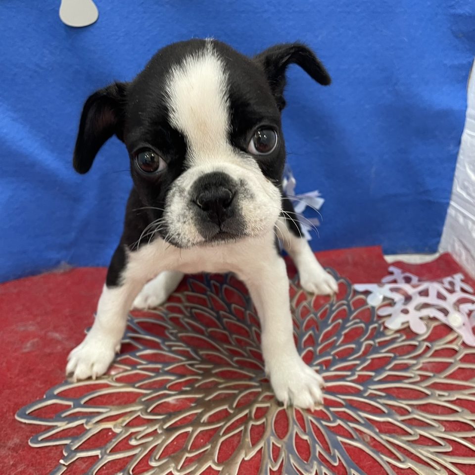 (8-D1-9)MIXボストンテリア×フレンチブルドッグ