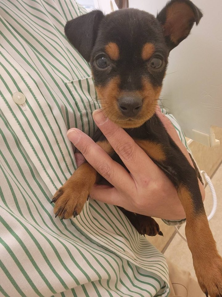 ミニチュア・ピンシャー