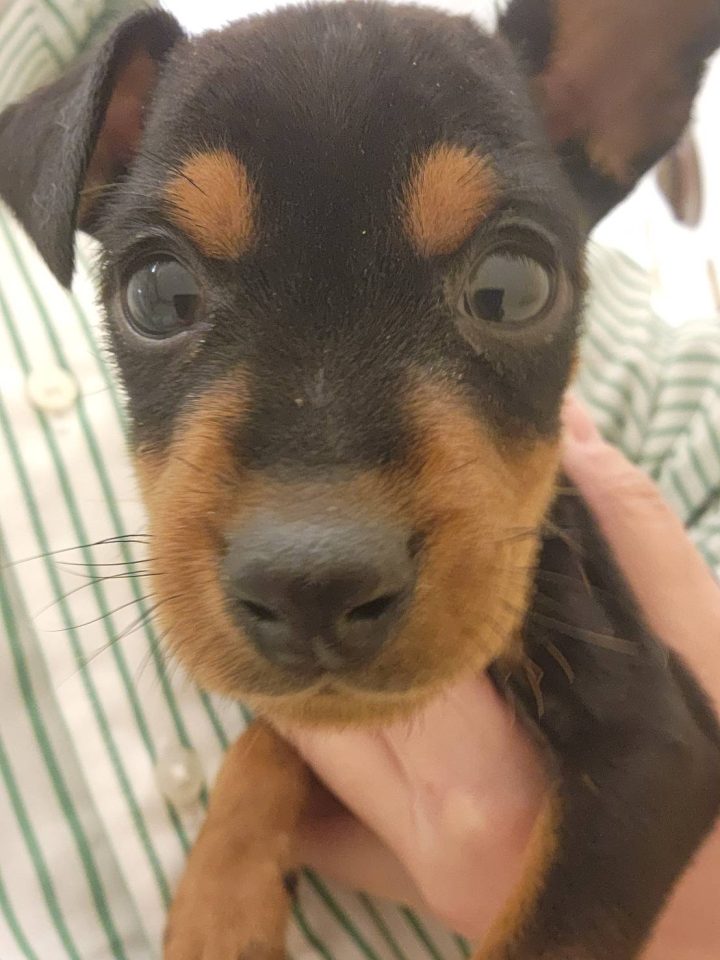 ミニチュア・ピンシャー