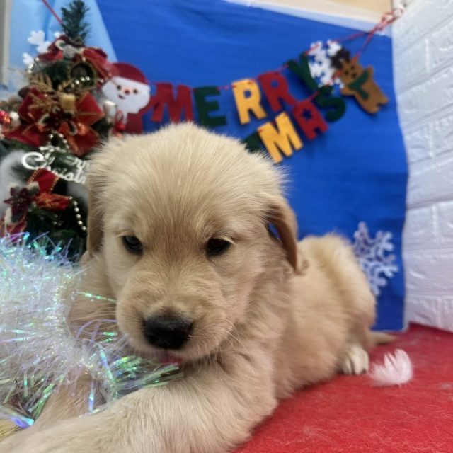 ゴールデン・レトリバー