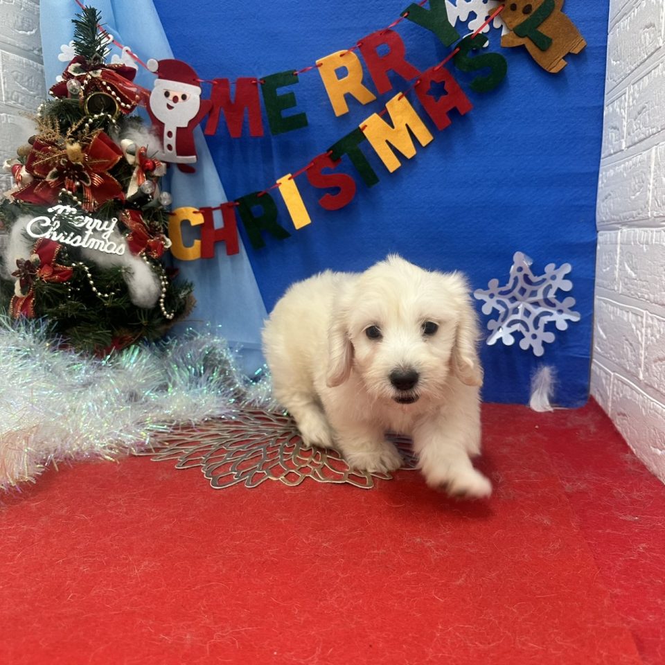 MIX(ビションフリーゼ×ダックス)