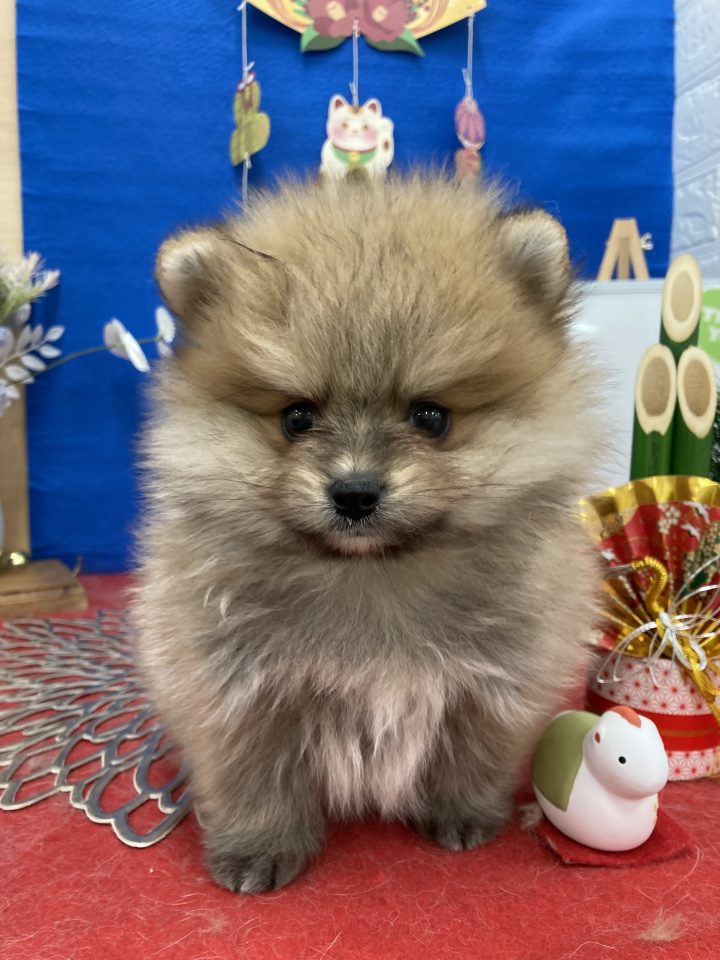 (8-D1-6)ポメラニアン