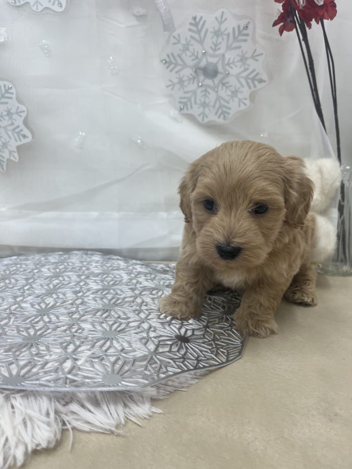 MIX(ダックス✕トイプードル)(8-D2-16)