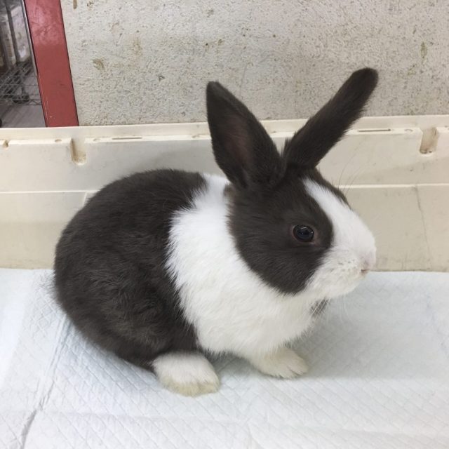 ダッチラビット入荷
