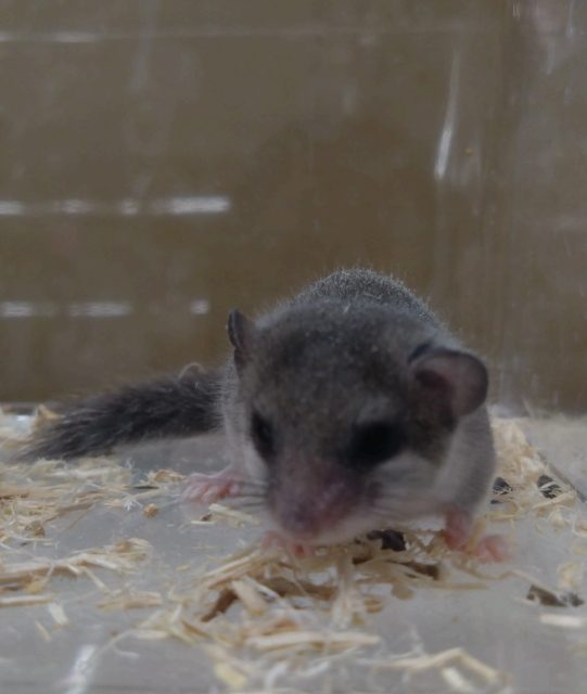 アフリカヤマネ