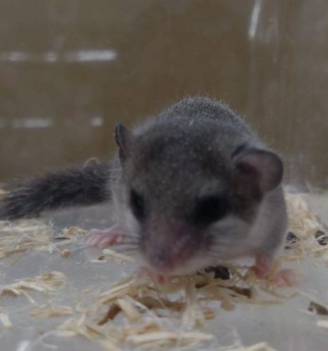 アフリカヤマネ