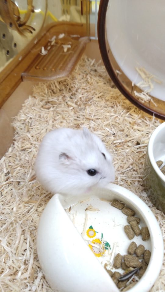 ジャンガリアンハムスター　パールホワイト