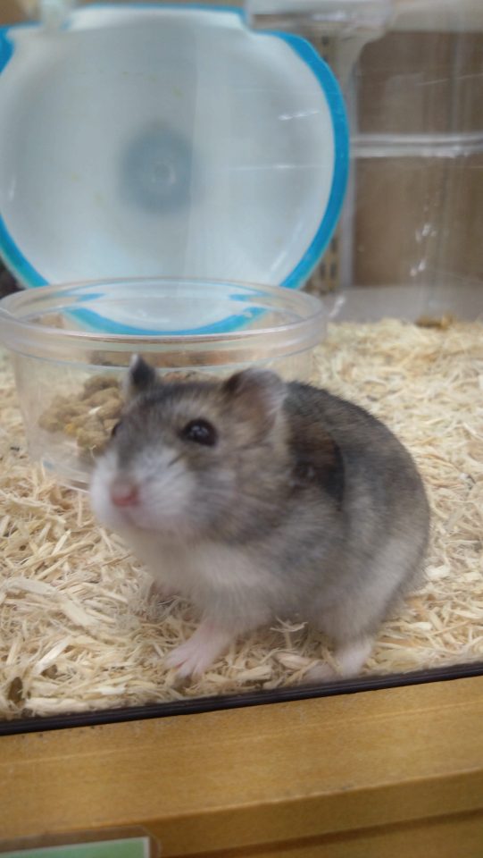 ジャンガリアンハムスター