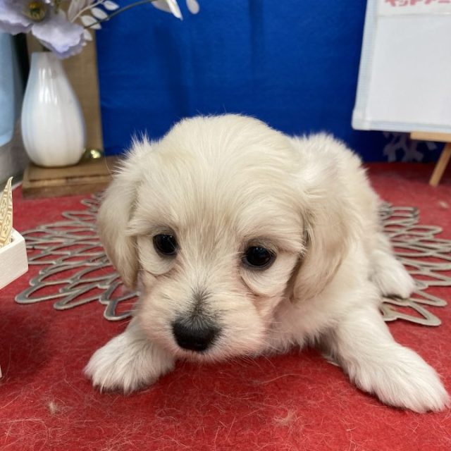 (8-D1-4) MIX (マルチーズ×ダックスフンド)