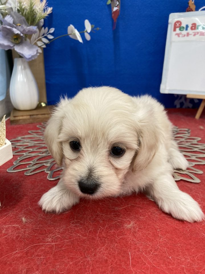 (8-D1-4) MIX (マルチーズ×ダックスフンド)