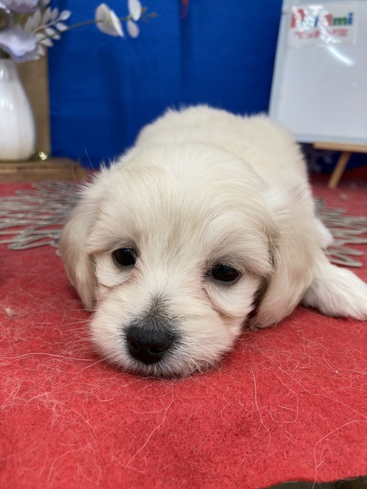 (8-D1-4) MIX (マルチーズ×ダックスフンド)