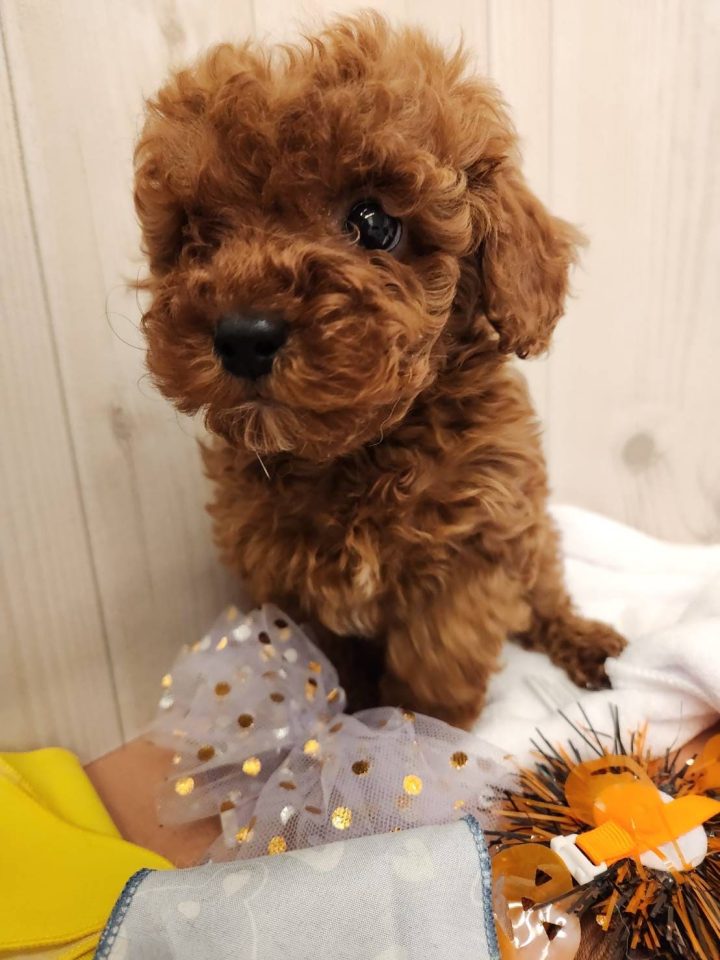 トイプードル（8-D2-17）