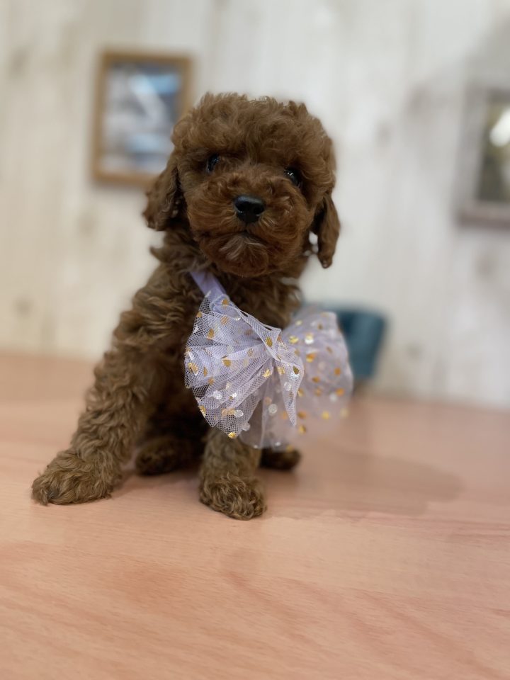 トイプードル（8-D2-17）