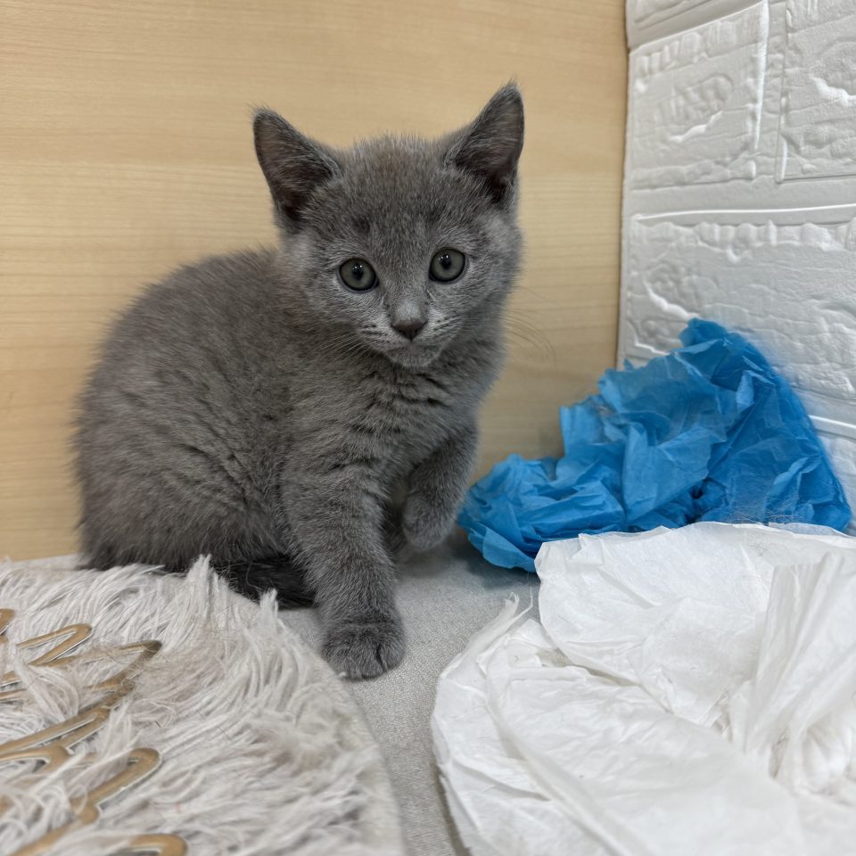 (7-C11-48)シャルトリュー