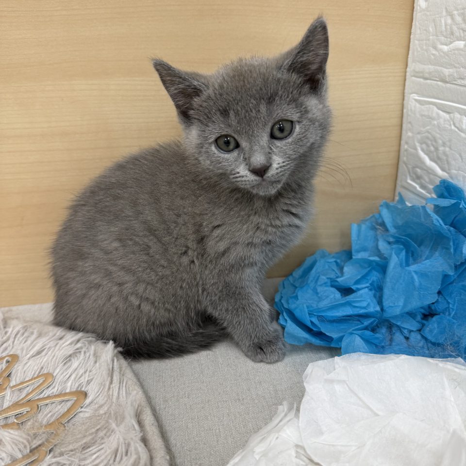 (7-C11-48)シャルトリュー