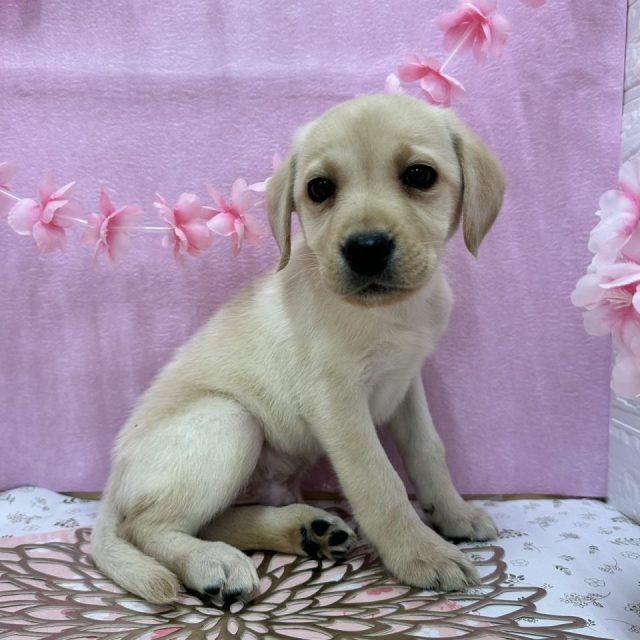 ラブラドールレトリバー（8-D3-27）