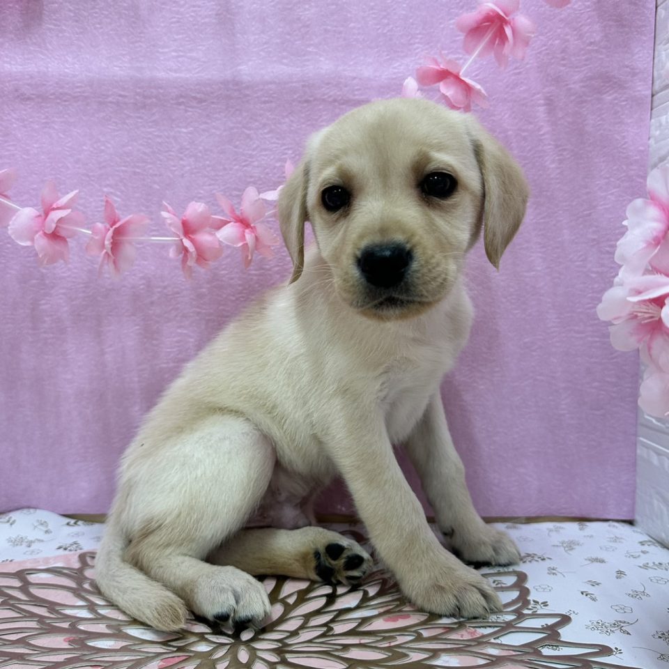 ラブラドールレトリバー（8-D3-27）