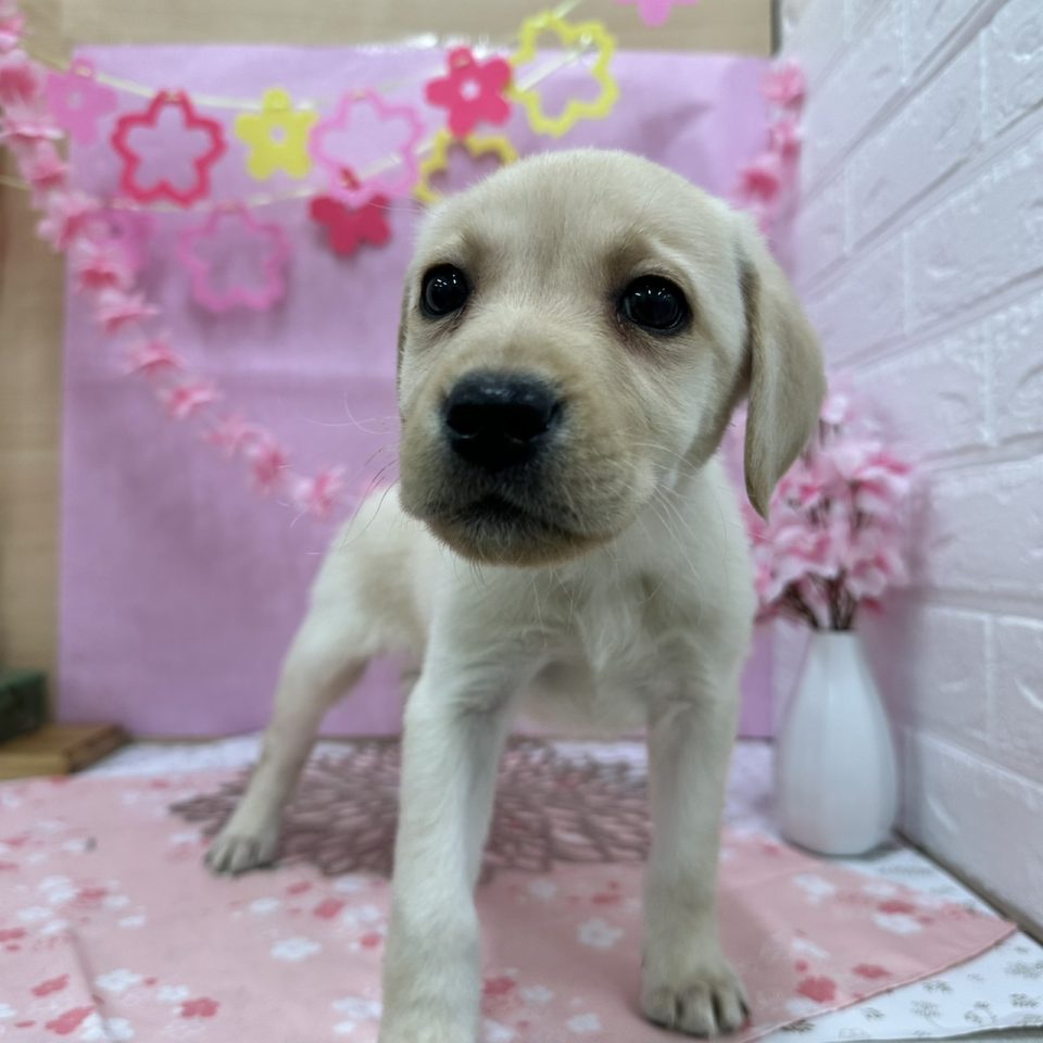 ラブラドールレトリバー（8-D3-27）