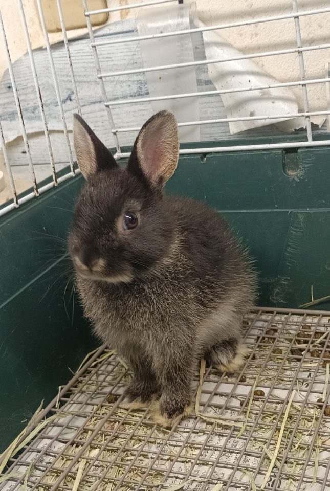 ネザーランドドワーフラビット入荷